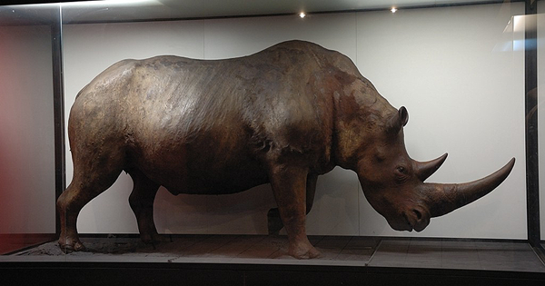 woolly rhinoceros