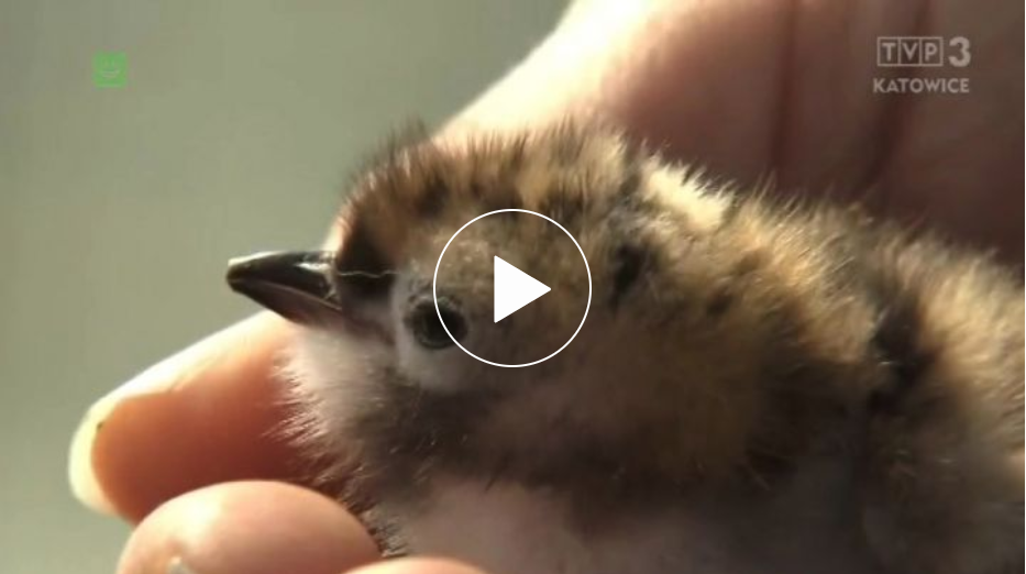 2019 bliżej natury.PNG