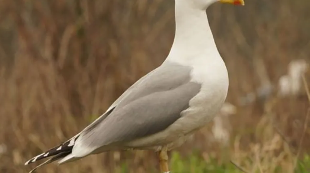 2017 janka rybitwy.PNG