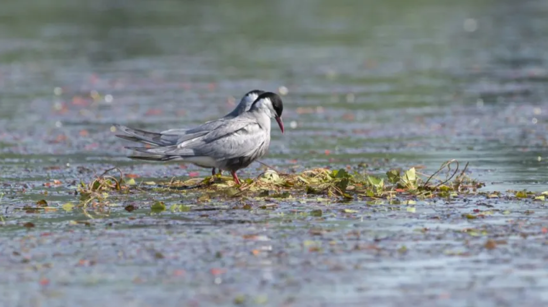 2017 młode rybitwy.PNG